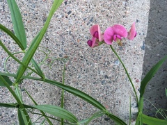 Lathyrus sylvestris