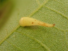 Caryomyia procumbens