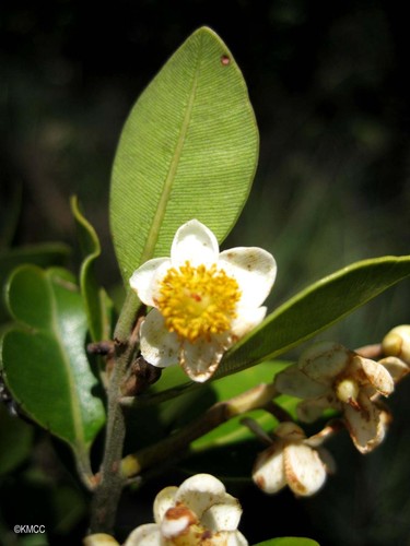 Calophyllaceae