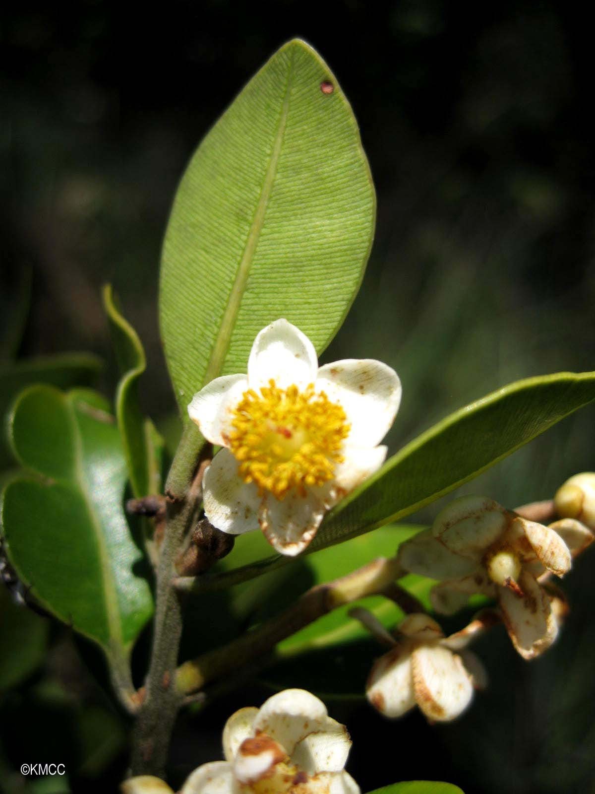 Calophyllaceae