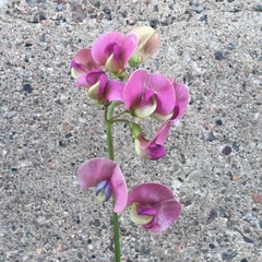 Lathyrus sylvestris