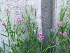 Lathyrus sylvestris