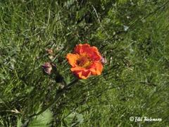 Geum quellyon