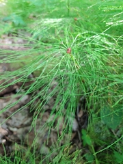 Media resource of Equisetum sylvaticum