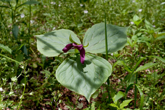 Trillium erectum erectum