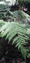 Athyrium filix-femina