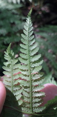 Athyrium filix-femina