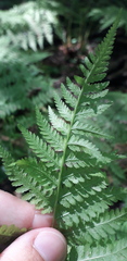 Athyrium filix-femina