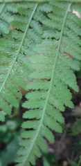 Athyrium filix-femina