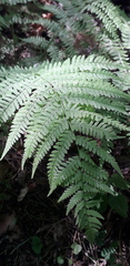 Athyrium filix-femina
