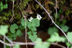 Cardamine clematitis
