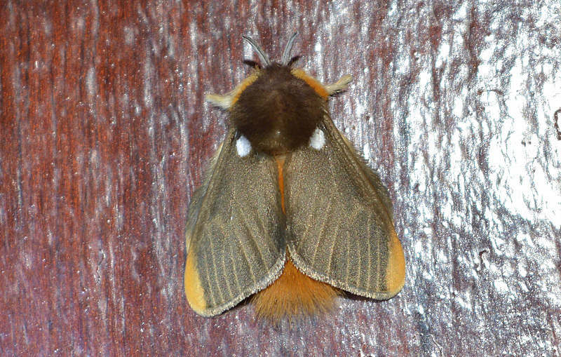 Megalopyge basalis