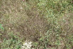 Vicia tenuifolia dalmatica