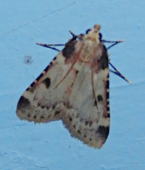 Aglossa costiferalis