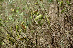 Vicia tenuifolia dalmatica