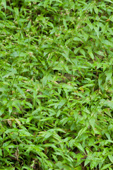 Oplismenus hirtellus setarius