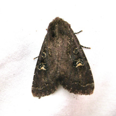 Apamea cogitata