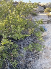 Rhus aromatica simplicifolia