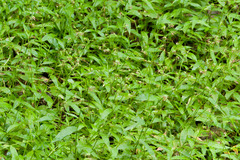 Oplismenus hirtellus setarius