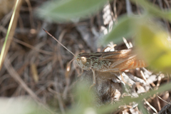 Stenobothrus eurasius