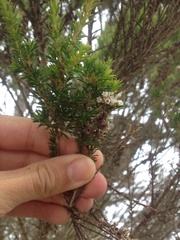 Taxandria juniperina