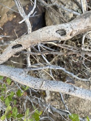 Rhus aromatica simplicifolia