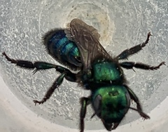 Hoplitis fulgida
