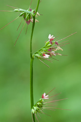 Oplismenus hirtellus setarius