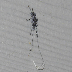 Acanthocinus obliquus