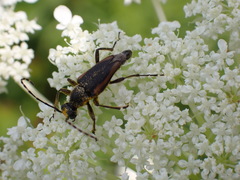 Brachyleptura brevis