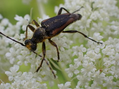 Brachyleptura brevis