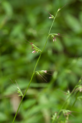 Oplismenus hirtellus setarius