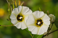 Ipomoea corymbosa