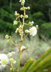 Senegalia sakalava