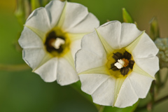 Ipomoea corymbosa