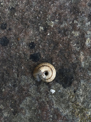 Cernuella aginnica