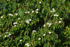 Ipomoea corymbosa