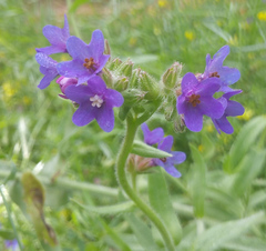 Anchusa officinalis