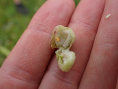 Contarinia anthophthora