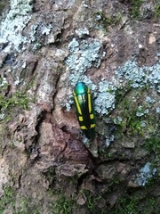 Buprestis catoxantha