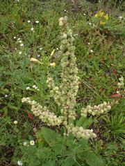 Contarinia anthophthora