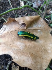 Buprestis catoxantha