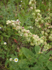 Contarinia anthophthora