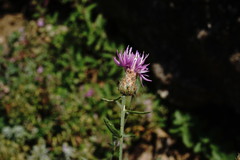 Centaurea comperana