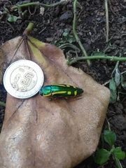 Buprestis catoxantha