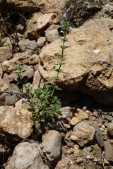Clinopodium graveolens
