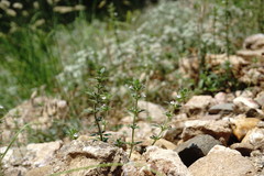 Clinopodium graveolens