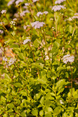 Ageratum littorale