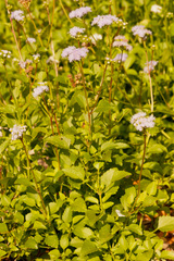 Ageratum littorale