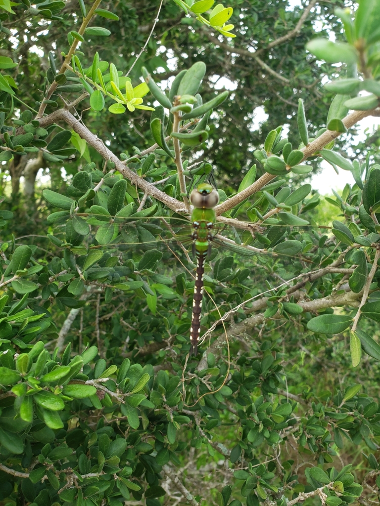 Amazon Darner in July 2021 by Veronique Tessier · iNaturalist